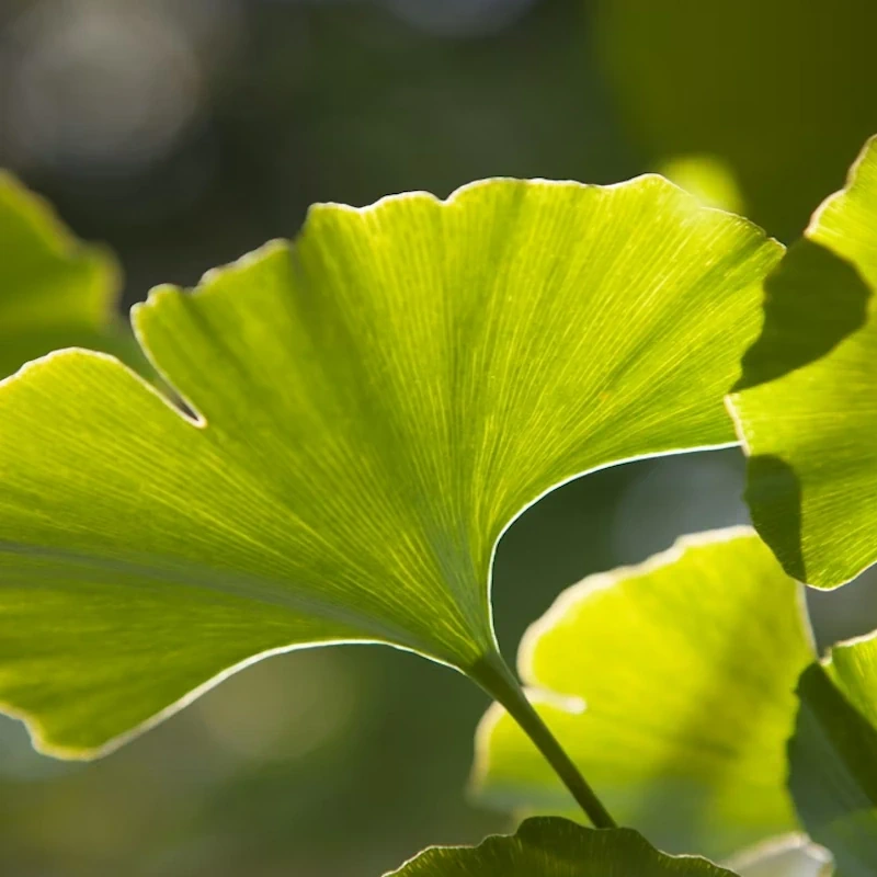 Fresh ginkgo leaves and raw Siberian ginseng root on cream travertine stone.
